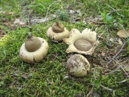 Geastrum fimbriatum