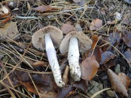 Cortinarius elatior