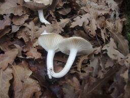 Hygrophorus arbustivus