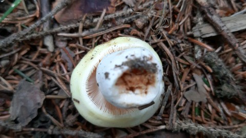 Russula violeipes