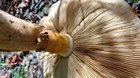 Phaeolepiota aurea