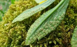 Tranzschelia pruni-spinosae