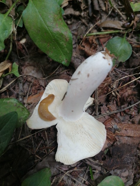 Russula vesca