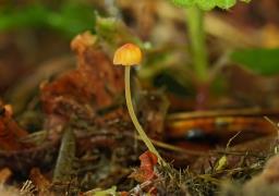 Mycena acicula