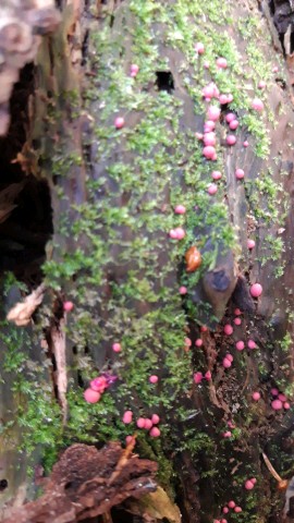 Lycogala exiguum