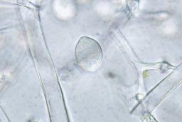 Plasmopara obducens