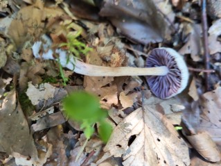 Laccaria amethystina