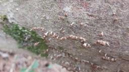 Phleogena faginea