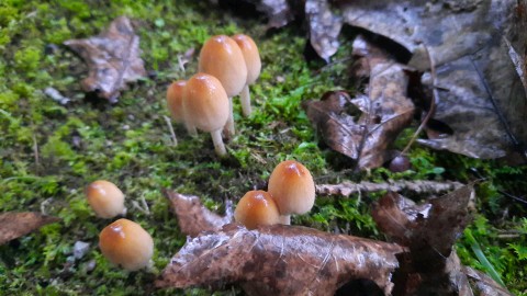 Coprinellus micaceus