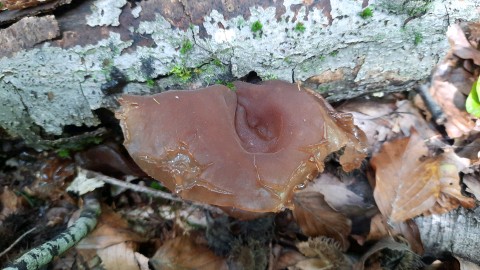 Auricularia auricula-judae