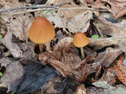 Conocybe ochrostriata