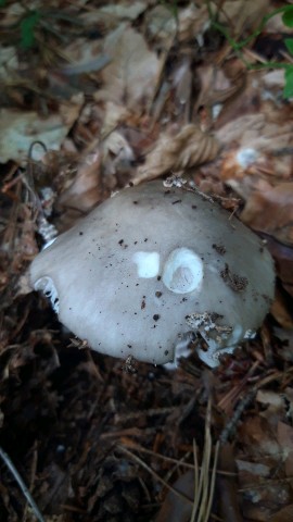 Amanita excelsa