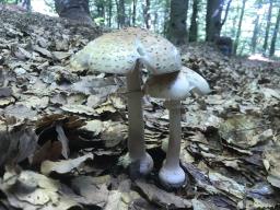 Amanita rubescens