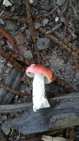 Russula emetica