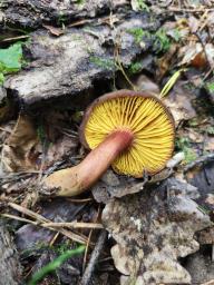 Phylloporus pelletieri