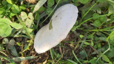 Agaricus campestris