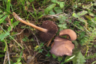 Psathyrella bipellis