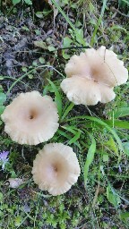 Clitocybe costata