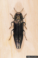 Agrilus biguttatus