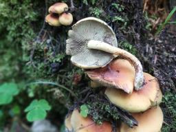 Hypholoma fasciculare