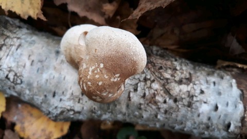 Fomitopsis betulina