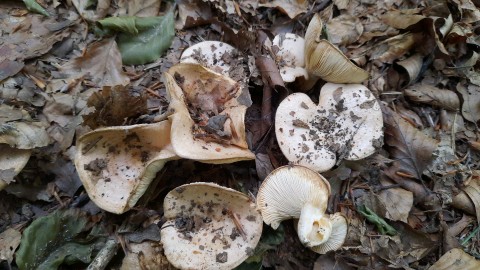 Lactarius illyricus