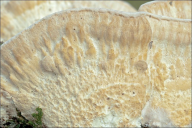 Trametes pubescens