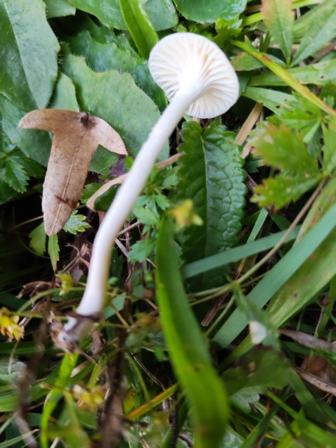 Cuphophyllus virgineus