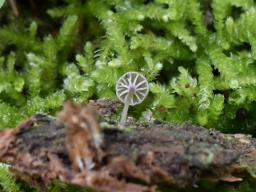 Entoloma rhodocylix