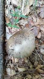 Amanita excelsa