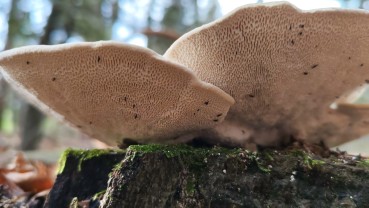 Trametes gibbosa