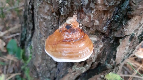 Fomitopsis pinicola