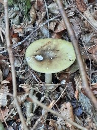 Amanita phalloides