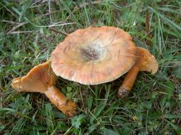 Lactarius deterrimus