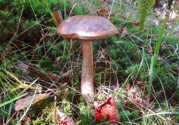 Leccinum scabrum
