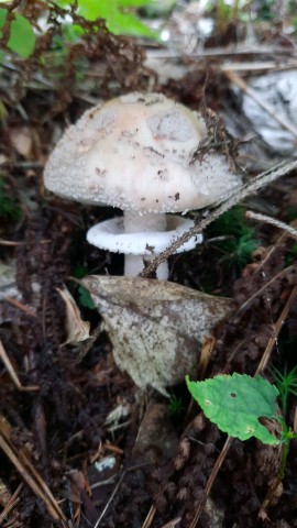 Amanita rubescens