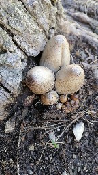 Coprinopsis atramentaria