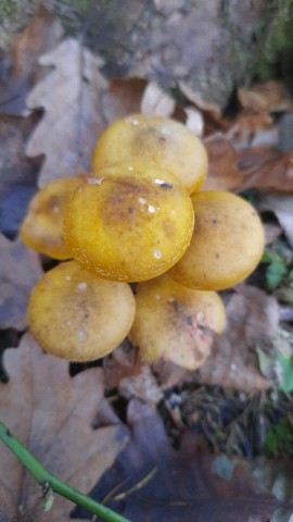 Armillaria mellea