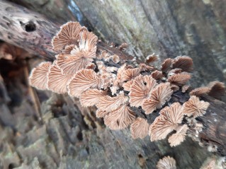 Schizophyllum commune