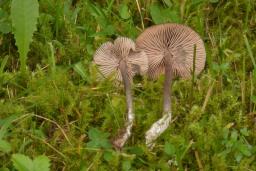 Entoloma lucidum