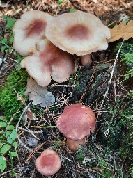 Tricholomopsis rutilans