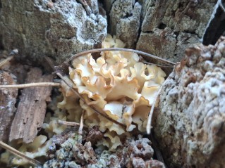 Sparassis crispa