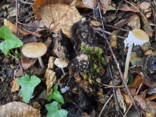 Hymenopellis radicata