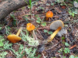 Hygrocybe conica
