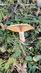 Lactarius deterrimus