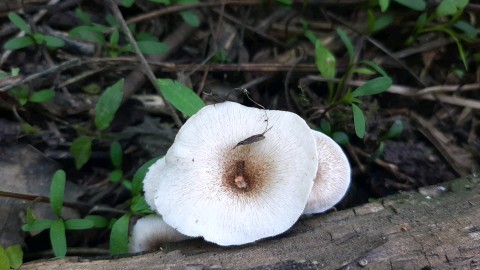 Lentinus tigrinus