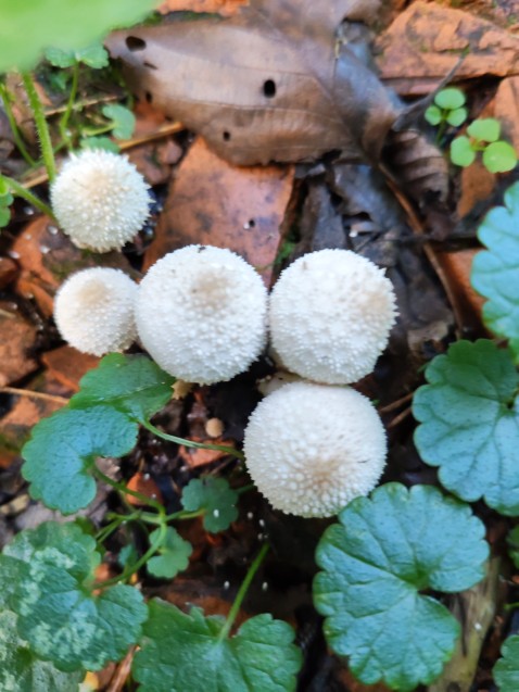 Lycoperdon perlatum
