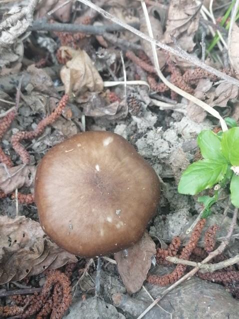 Pluteus cervinus