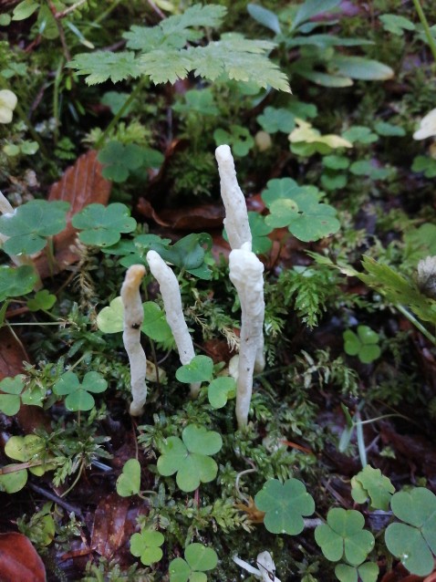 Clavaria fragilis