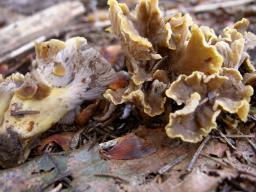 Cantharellus ianthinoxanthus